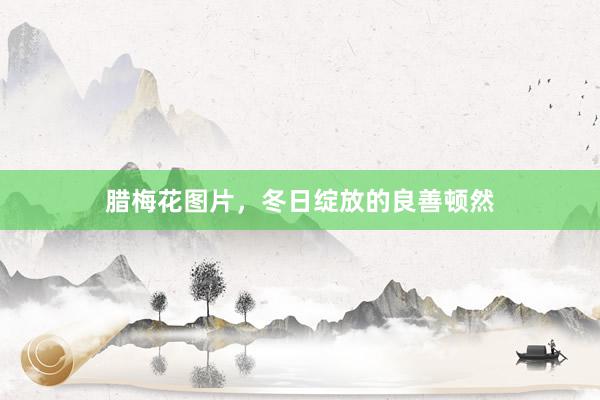 腊梅花图片，冬日绽放的良善顿然